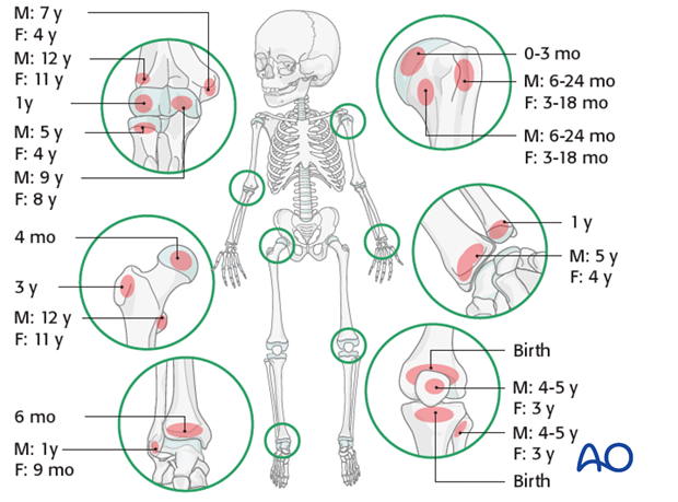 the physis