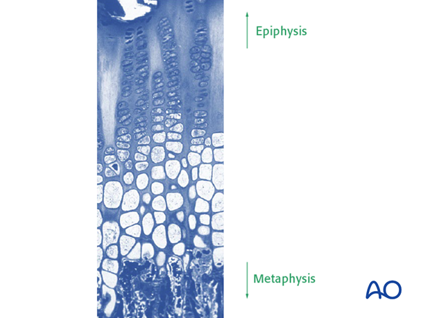 the physis