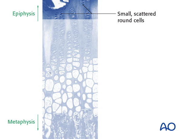 the physis