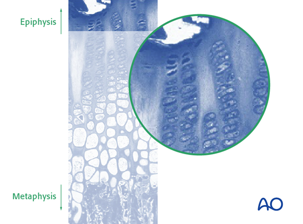 the physis