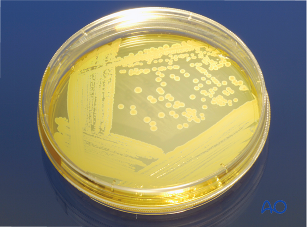 Bacteriology