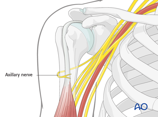 Neurovascular structures