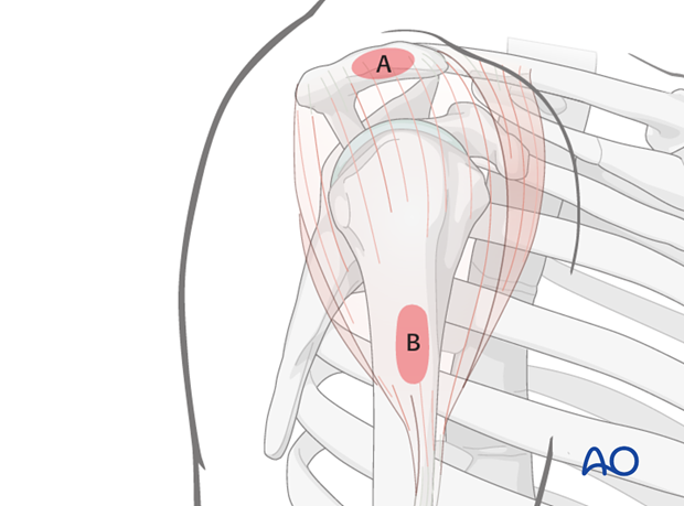 Anatomical landmarks