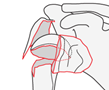 proximal humerus