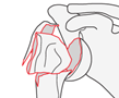 proximal humerus