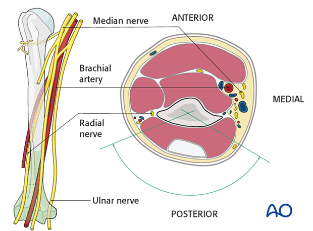 Safe zone in the distal third