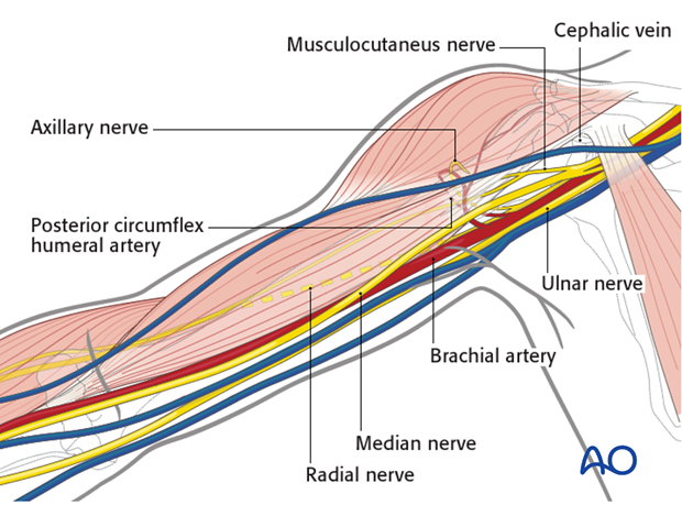 Anatomy of the upper arm