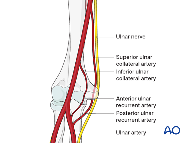 Medial collateral vessels of the elbow