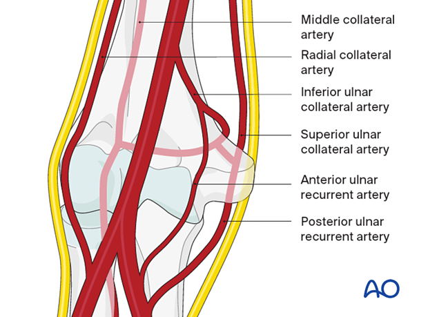 Critical anastomosis at the level of the olecranon fossa