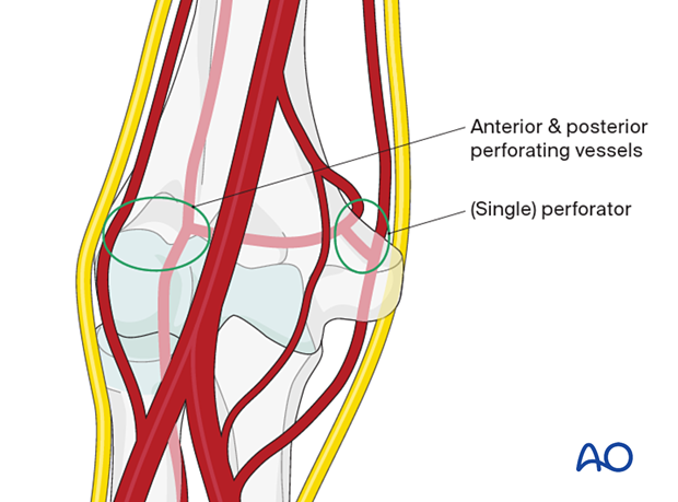 Perfusion of the articular block