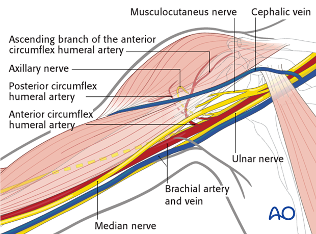 Anatomy