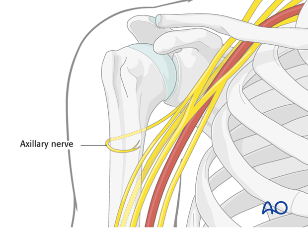 Neurovascular structures