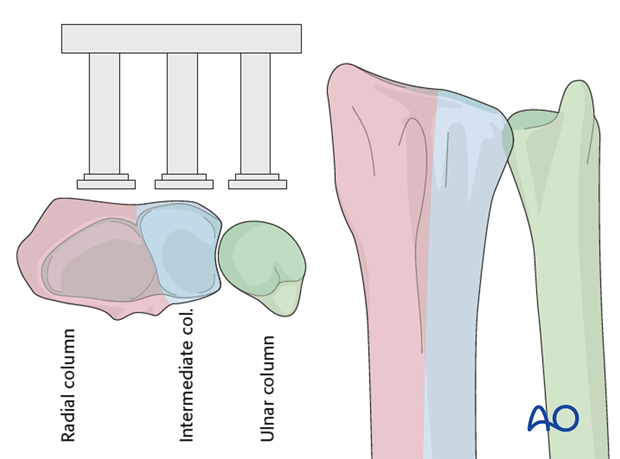 anatomy of the distal forearm