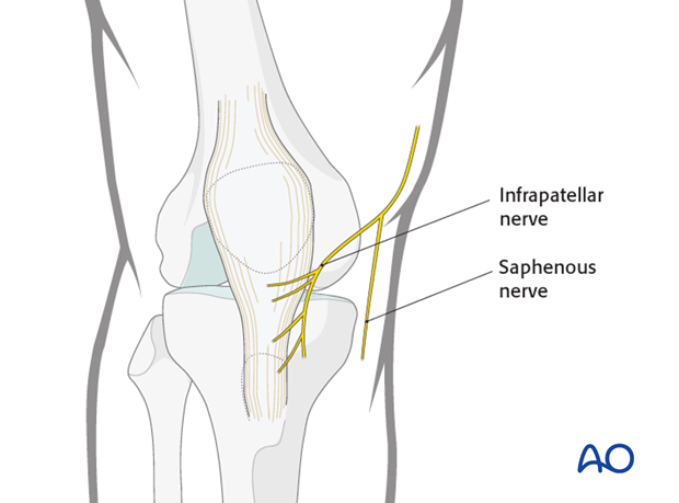 Neurovascular structures