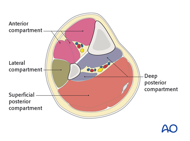 The lower leg has four compartments.