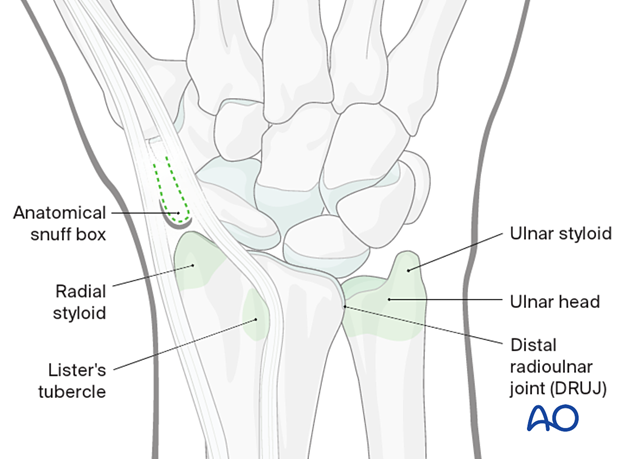 Anatomical landmarks of the dorsal aspect of the wrist