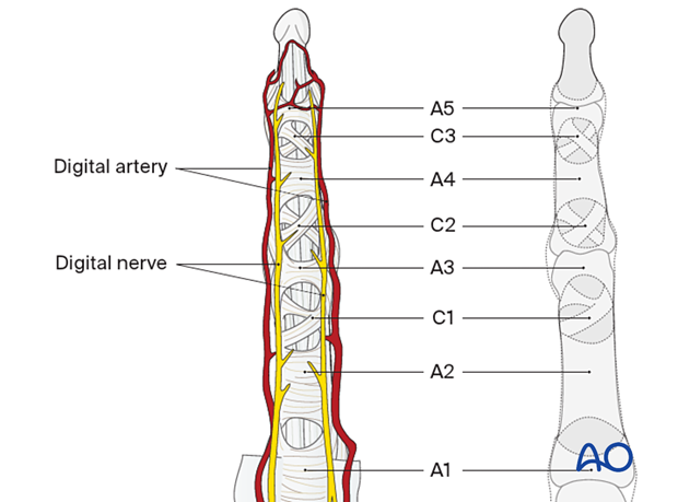 Digital arteries and nerves and flexor tendon pulleys - hand