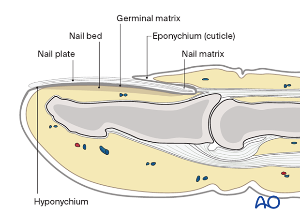 Anatomical structures of the distal phalanx