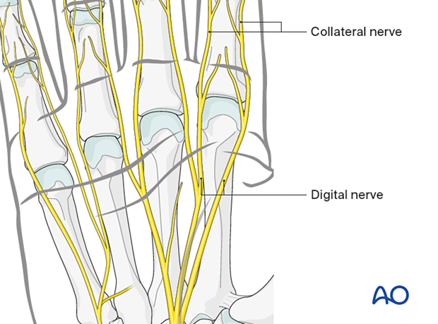 Volar nerve anatomy of the hand