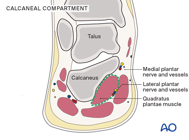 Calcaneal compartment of the foot