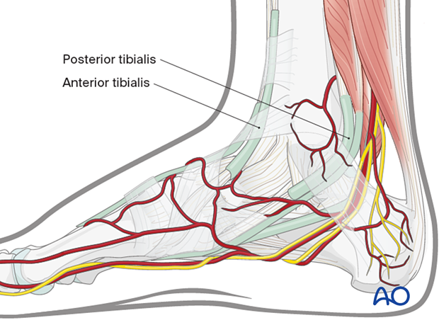 Anatomical structures encountered in a medial utility incision to the navicular