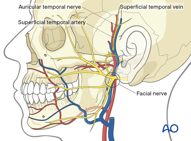 Neurovascular structures