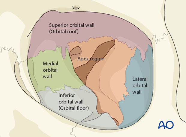 AOCMF Classification Midface (Level 1 and 2)