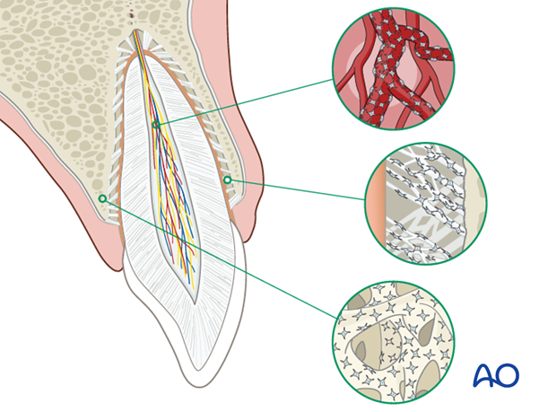 introduction to dentoalveolar trauma