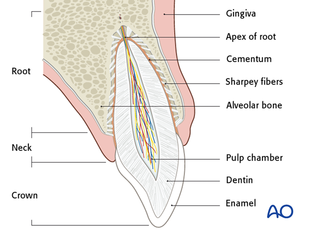 introduction to dentoalveolar trauma