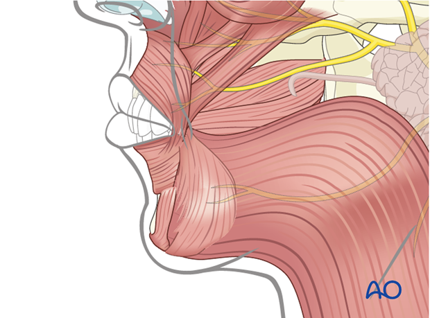 anatomy of the facial nerve