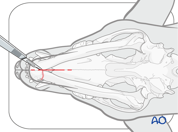 Ventral approach to rostral mandible skin incision|alt