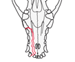 Caudal