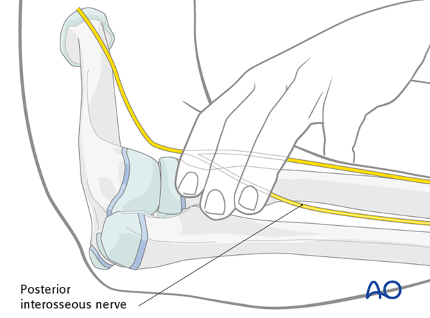 anatomy of the elbow