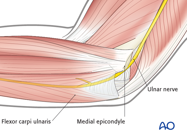 anatomy of the elbow