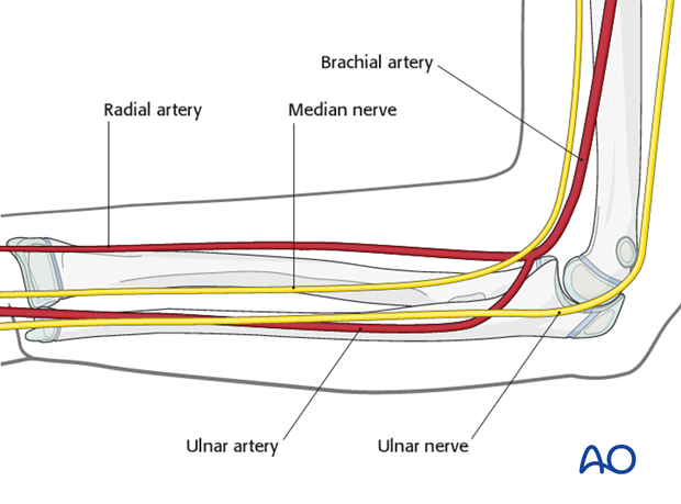 Neurovascular structures