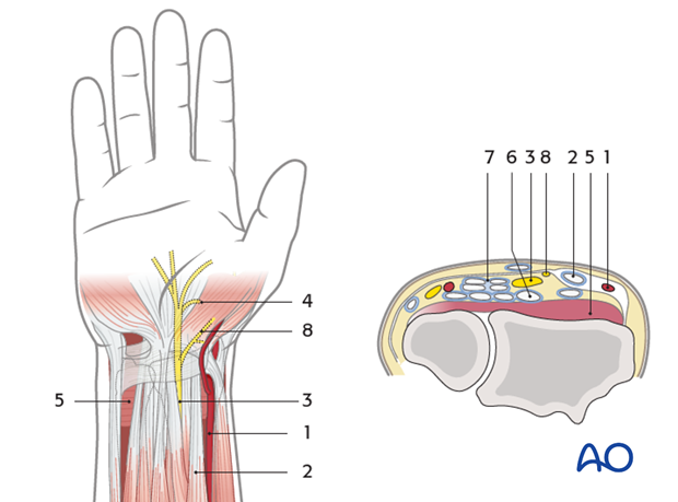 volar anterior approach to the distal radius