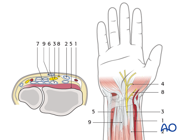 anatomy of the distal forearm