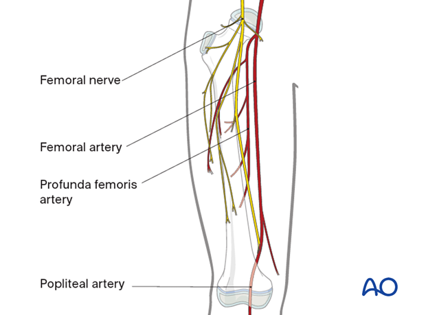 Neurovascular anatomy