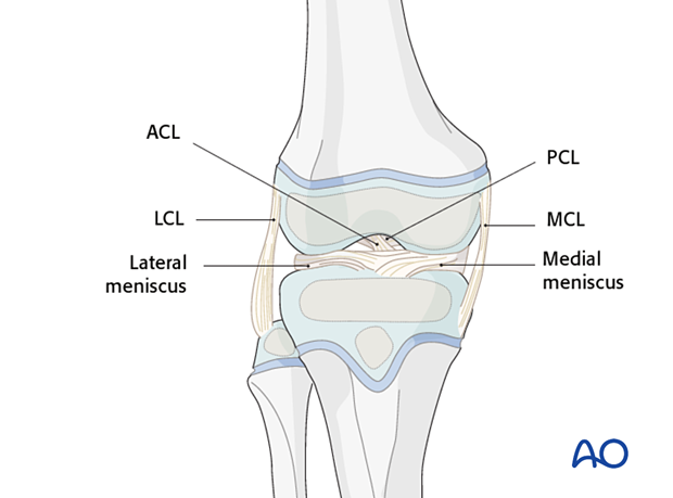 Ligaments of the knee