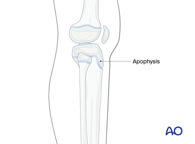 Physes around the knee with the apophysis labelled