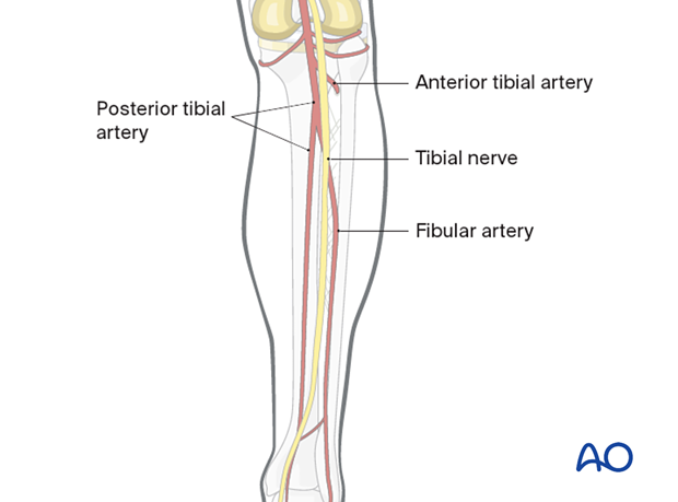 Popliteal artery