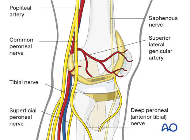 Superior lateral genicular artery